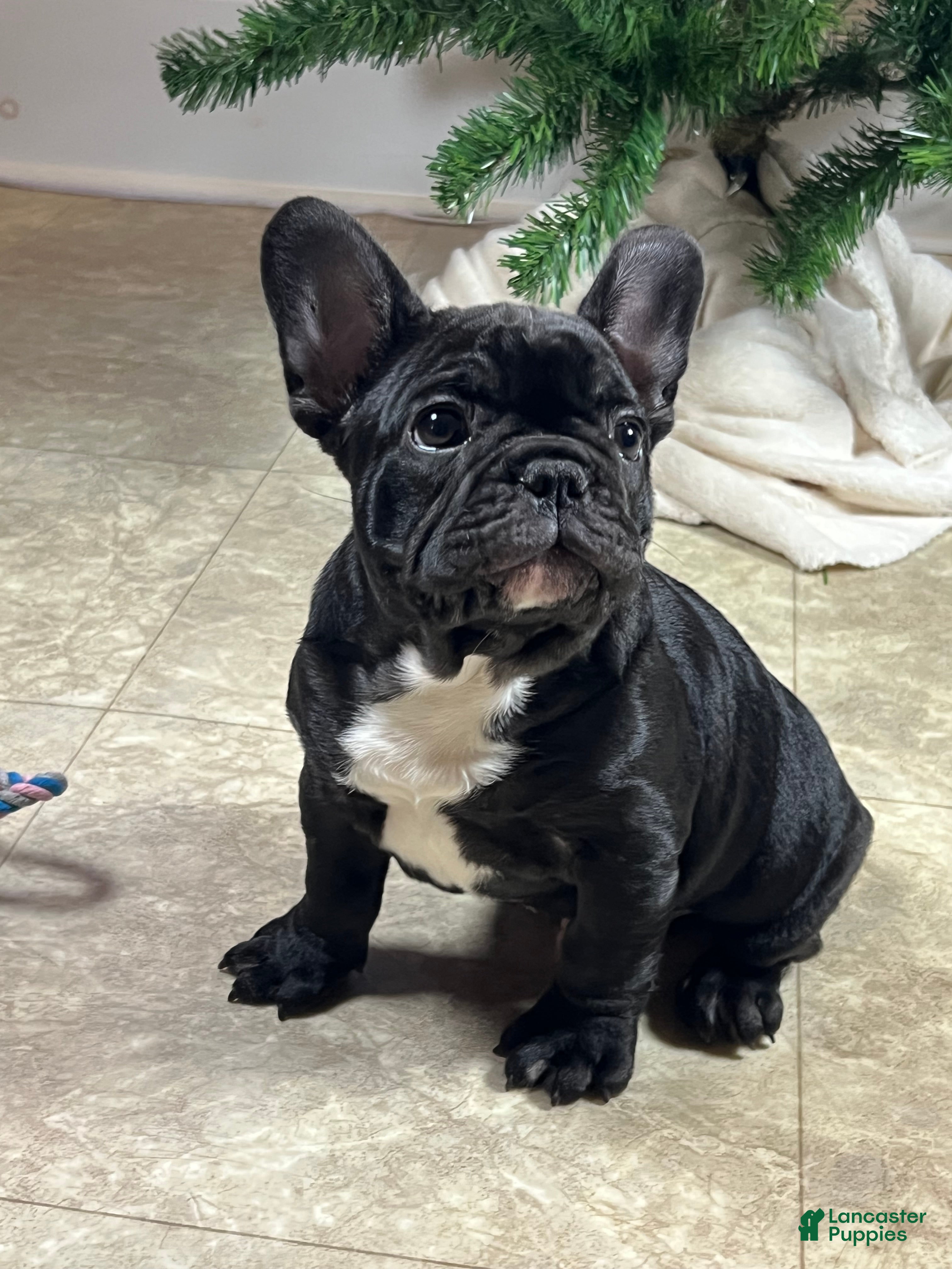 French Bulldog dogs Ortiz - Ad 34