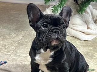 French Bulldog dogs Ortiz - Ad 37