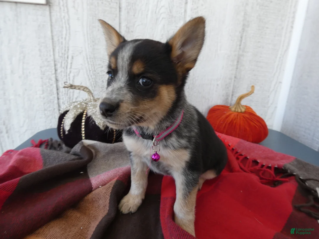 Australian Cattle Dog dogs for sale: Australian Cattle Dog 7 Lynette - Ad 1