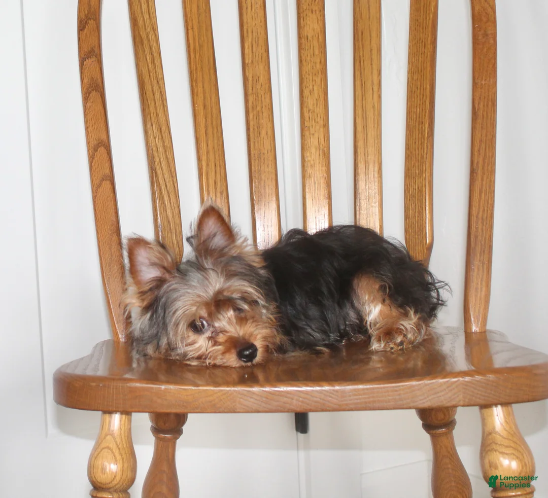 Yorkshire Terrier dogs for sale: Robot - Ad 8