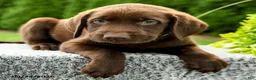 Labrador Retriever dogs for sale: Reagan - Ad 5