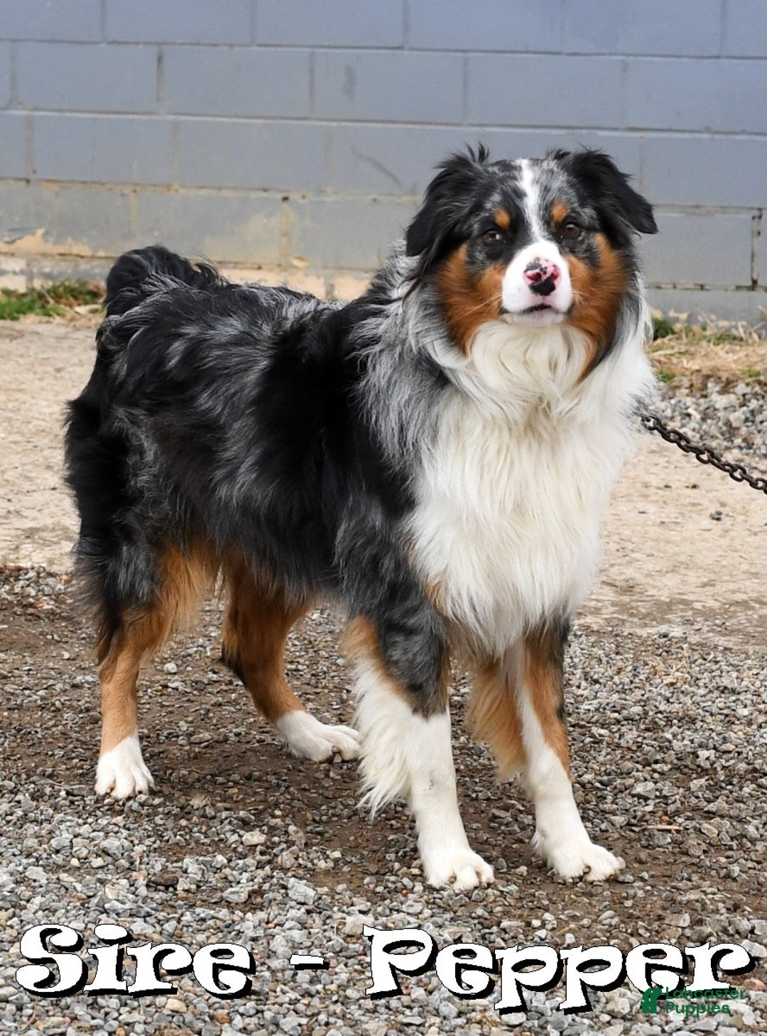 Australian Shepherd dogs for sale: Sandy - Ad 7