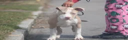 American Bully dogs for sale: American Bully Puppy 1 - Ad 3