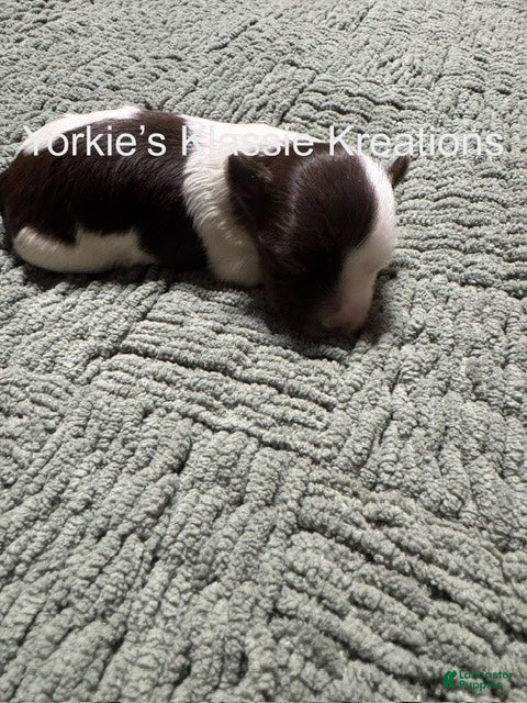 Yorkshire Terrier dogs ELSEIGH - Ad 2