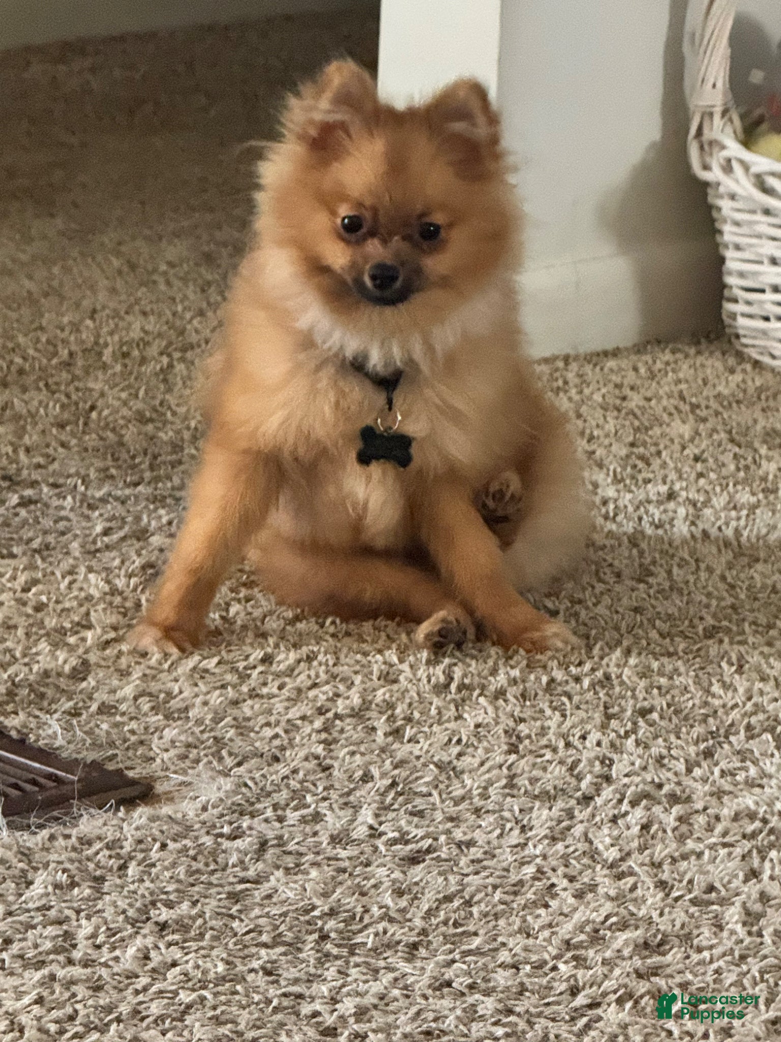 Pomeranian dogs Pomeranian Puppy 1 - Ad 8
