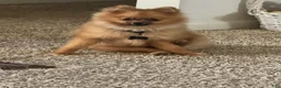 Pomeranian dogs for sale: Pomeranian Puppy 1 - Ad 1