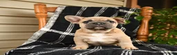 French Bulldog dogs for sale: Elvis - Ad 5