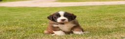 Saint Bernard dogs for sale: Wallace - Ad 3