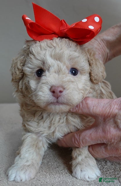 Toy Poodle dogs Toy Poodle Puppy 1 - Ad 37