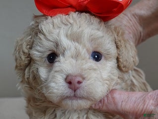 Toy Poodle dogs Toy Poodle Puppy 1 - Ad 37