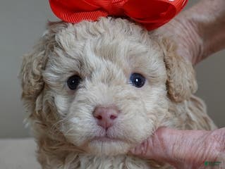 Toy Poodle dogs Toy Poodle Puppy 1 - Ad 39