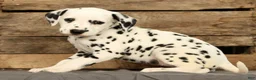 Dalmatian dogs for sale: Connie - Ad 6