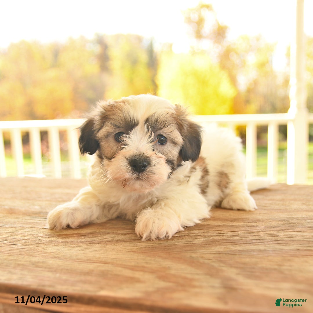 Teddy Bear dogs for sale: Benny - Ad 6