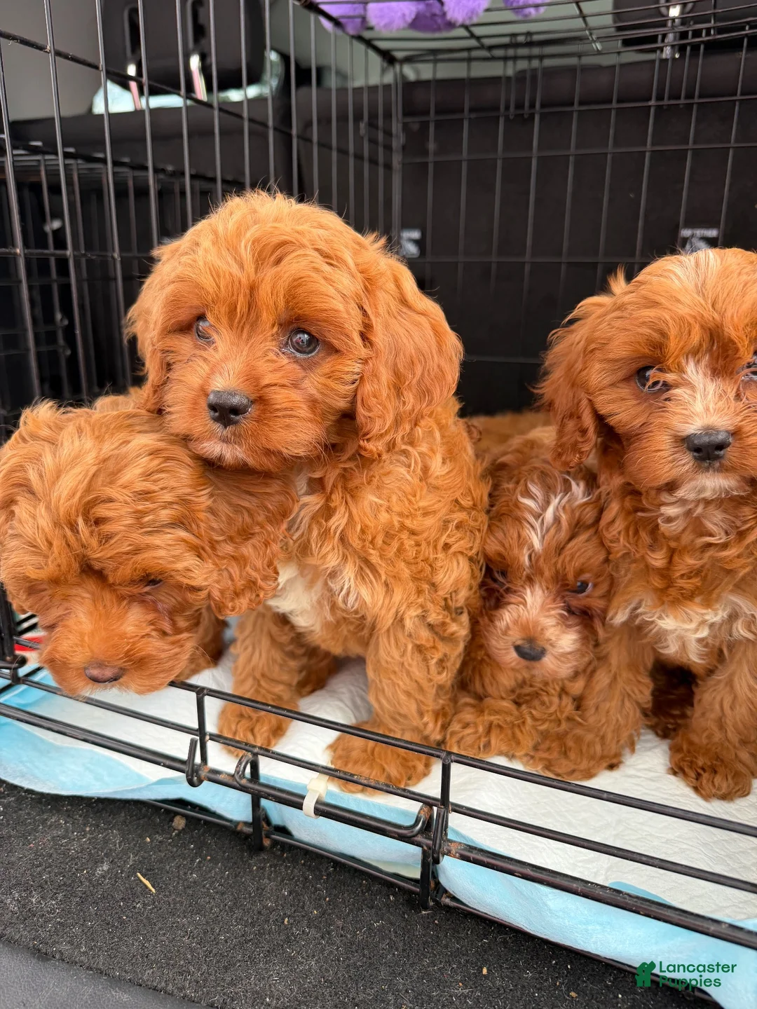 Cavapoo dogs for sale: Malibu - Ad 2
