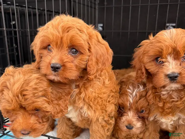 Cavapoo dogs for sale: Malibu - Ad 2
