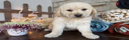 Mixed Breed dogs for sale: Elberta (Girl) - Ad 6
