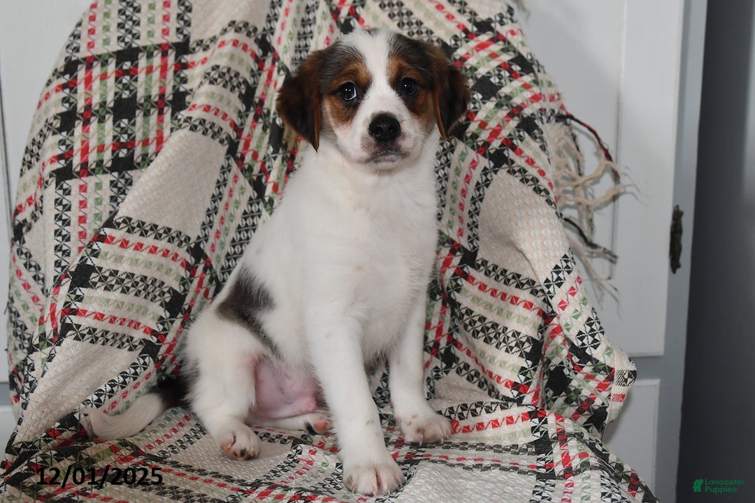 Mixed Breed dogs for sale: Bentley - Ad 1