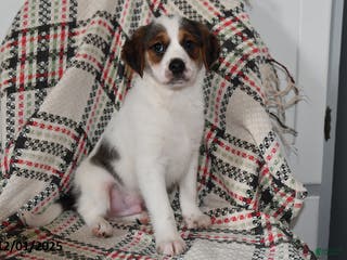 Mixed Breed dogs Bentley - Ad 4