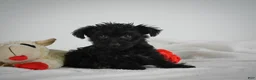 Yorkiepoo dogs for sale: Abby - Ad 3
