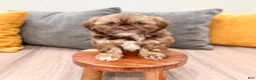 Shih Tzu dogs for sale: Harvey - Ad 4