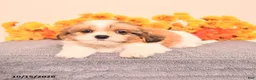 Shih Tzu dogs for sale: George - Ad 3