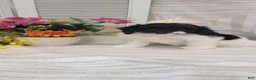 Cockapoo dogs for sale: Syria  - Ad 6