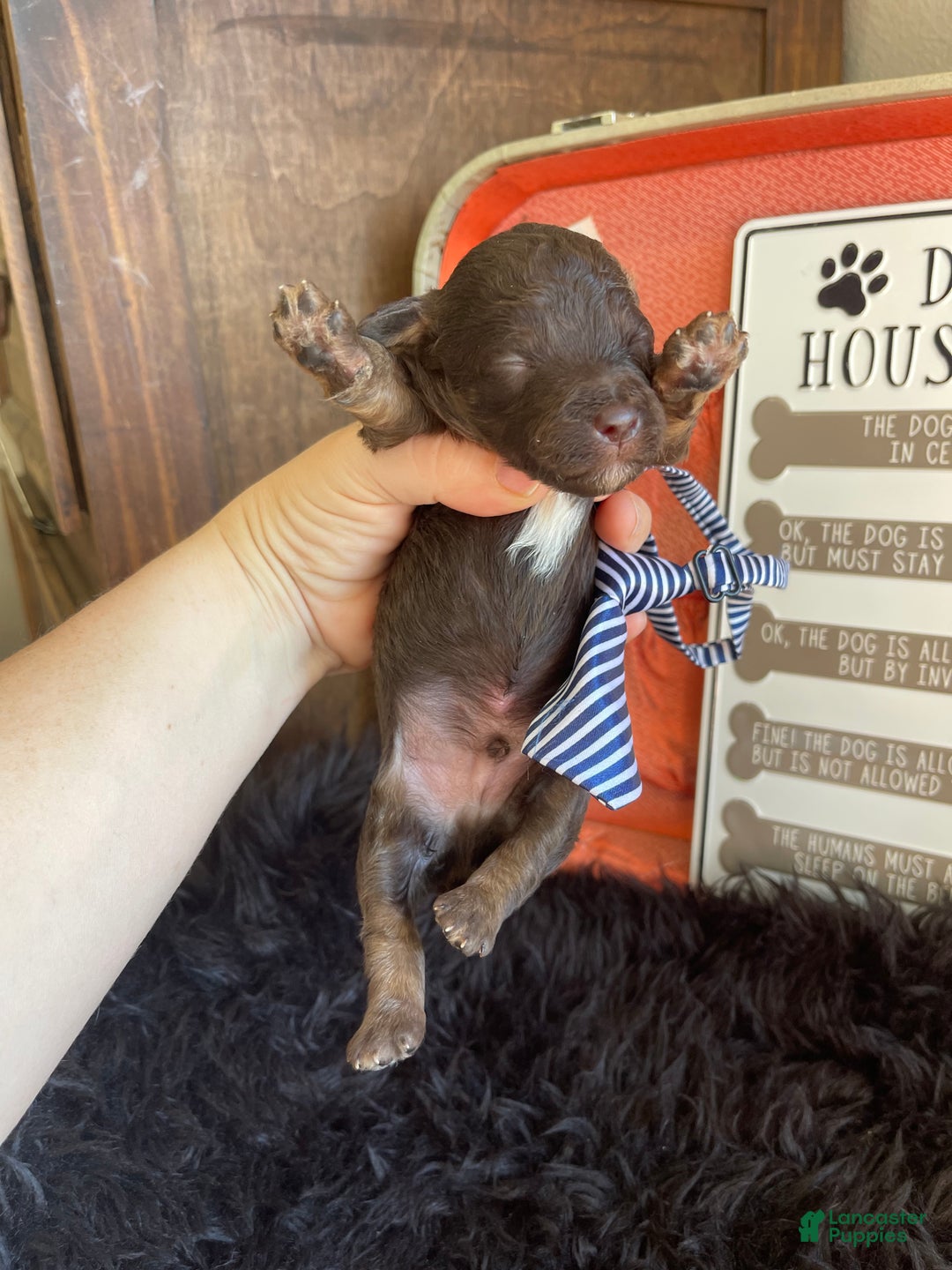 Miniature Poodle dogs for sale: Akc Clear Chocolate Phantom Boy 1 - Ad 11