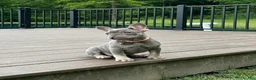 French Bulldog dogs for sale: Violet - Ad 20