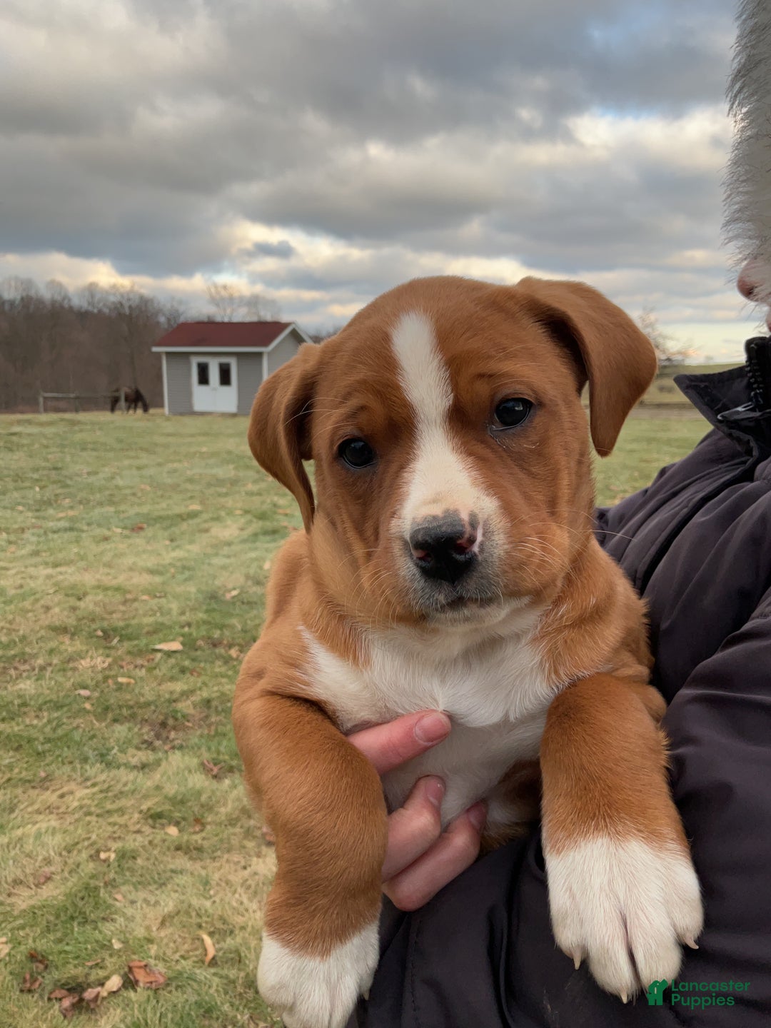 Mixed Breed dogs for sale: Hazel - Ad 6