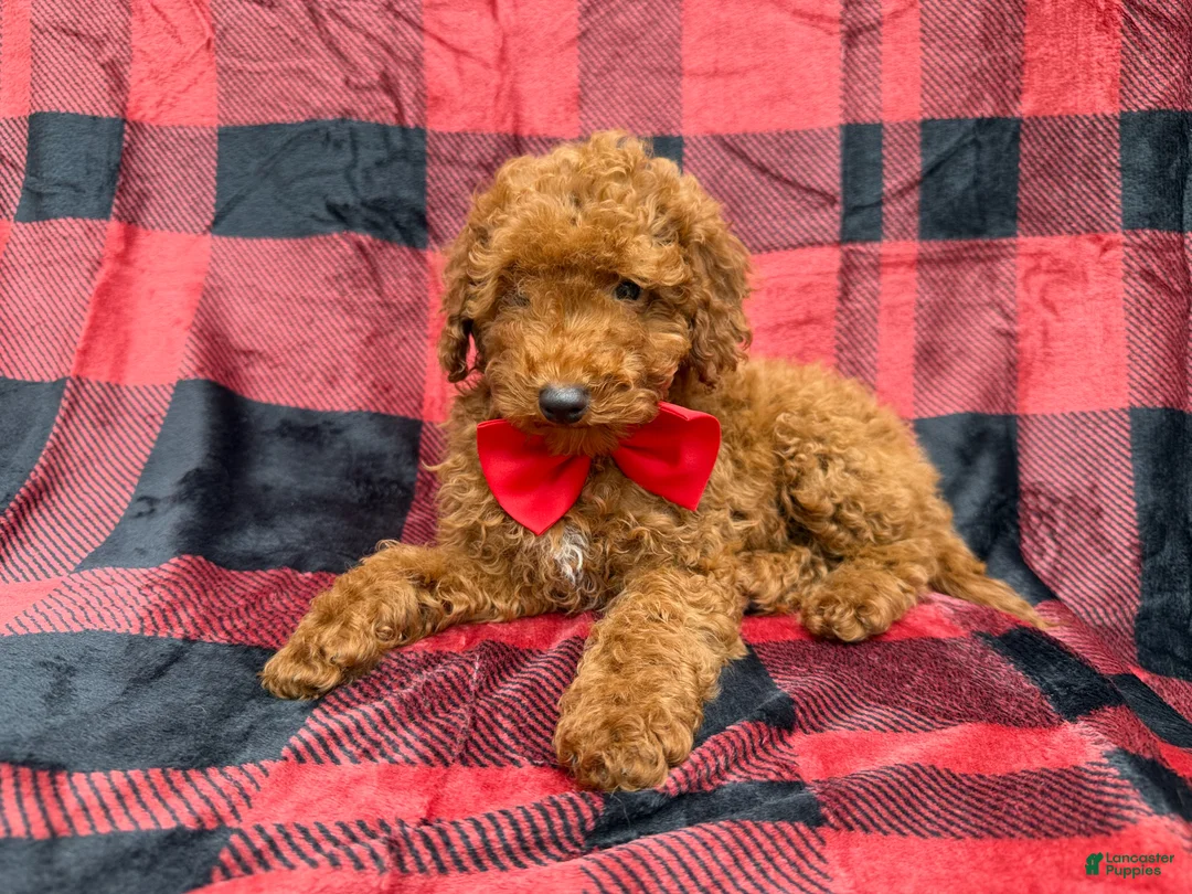 Miniature Poodle dogs for sale: Muffin - Ad 1