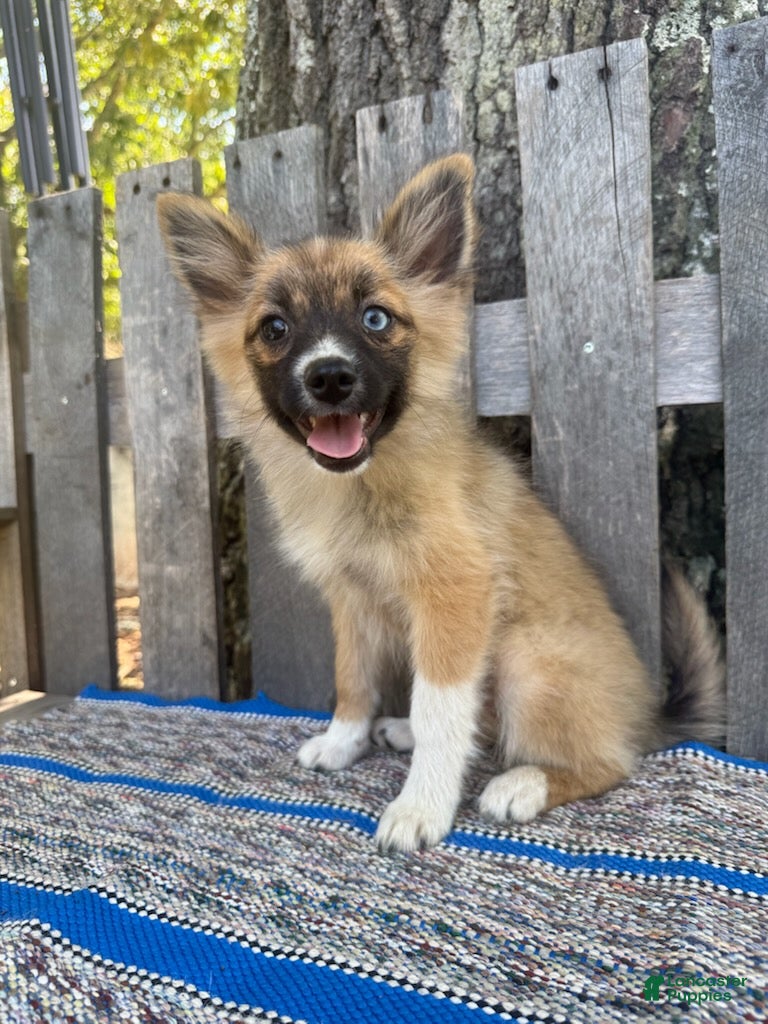 Pomsky dogs Waffles - Ad 1