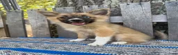 Pomsky dogs for sale: Waffles - Ad 1