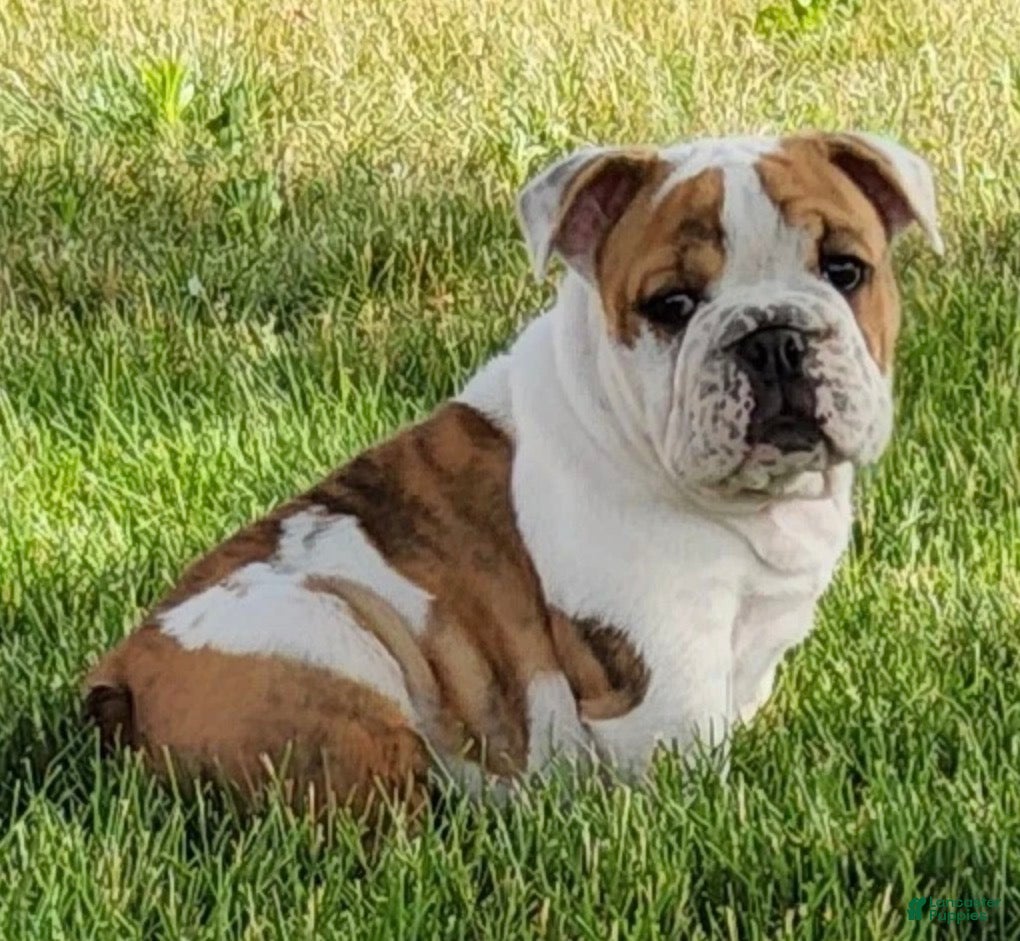 English Bulldog dogs Ottis English Bulldog Puppy  - Ad 1
