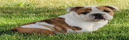 English Bulldog dogs for sale: Ottis English Bulldog Puppy  - Ad 1