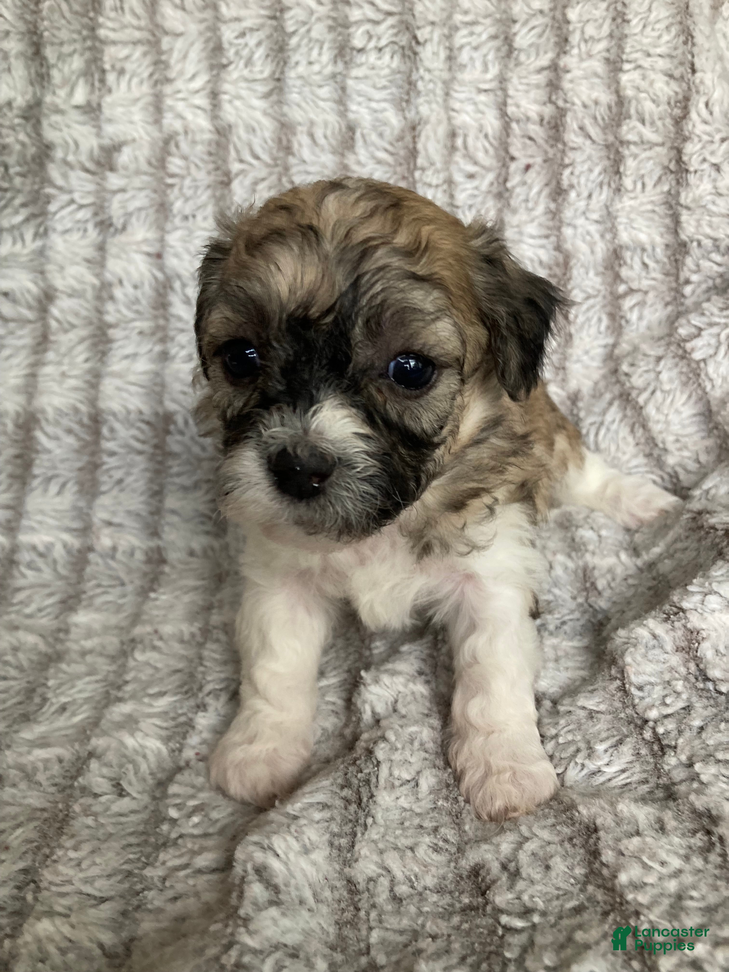 Mixed Breed dogs Niki - Ad 1
