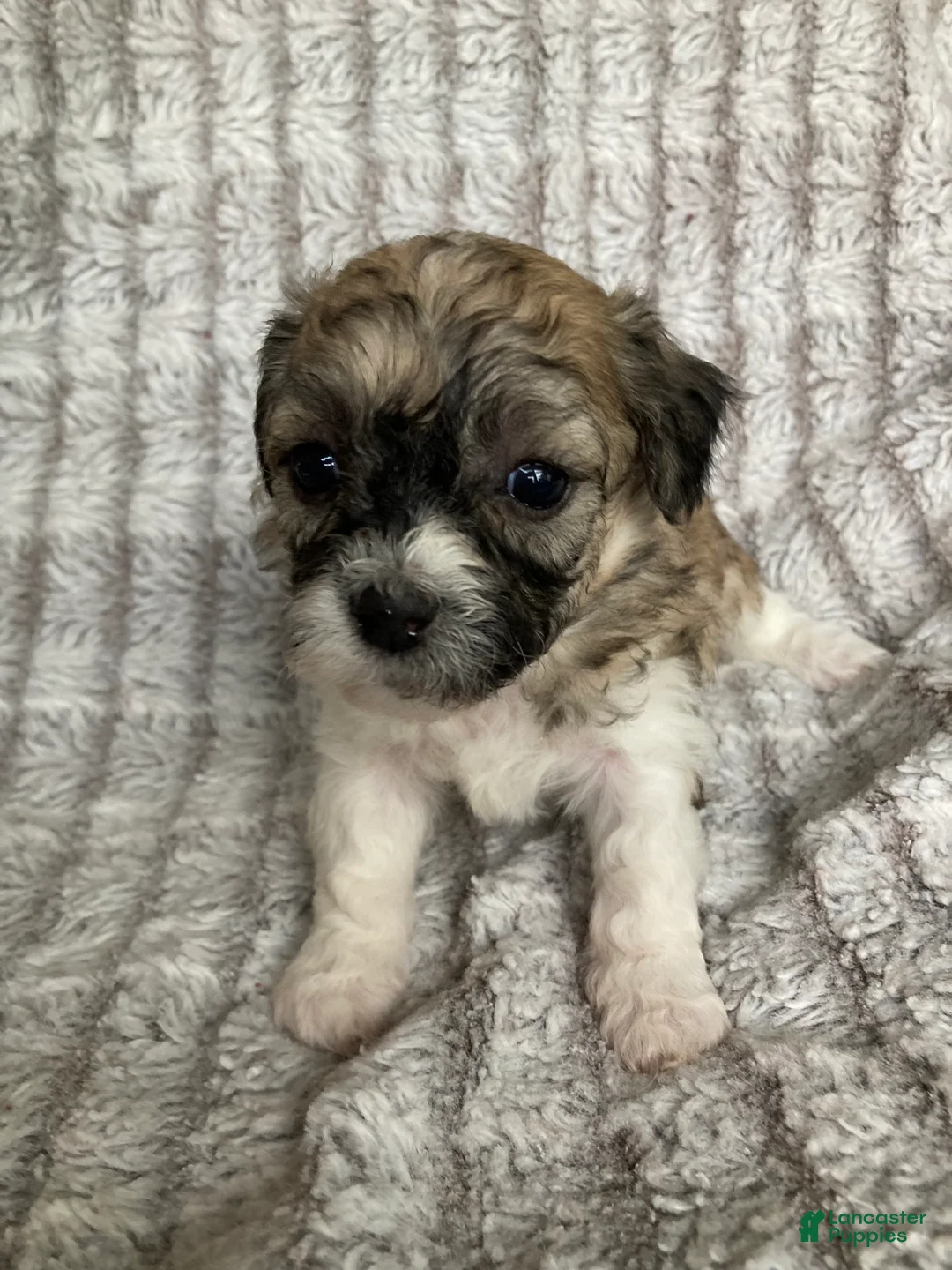 Mixed Breed dogs for sale: Niki - Ad 1
