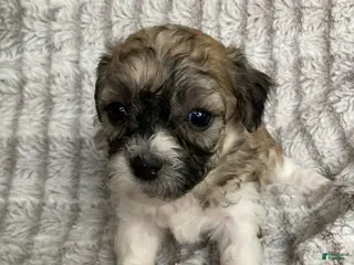 Mixed Breed dogs for sale: Niki - Ad 2