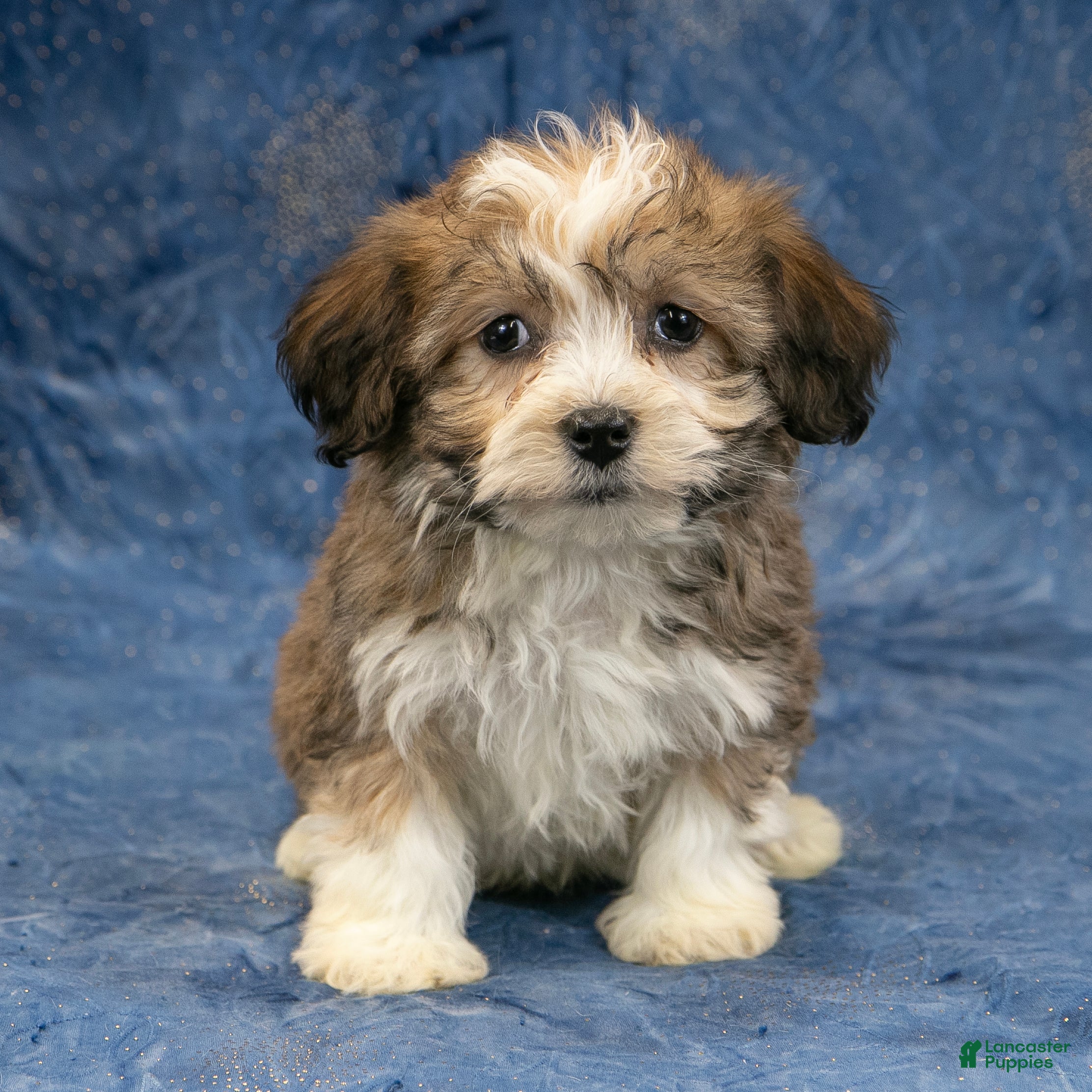Havanese dogs Marley - Ad 5