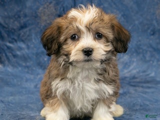 Havanese dogs Marley - Ad 2