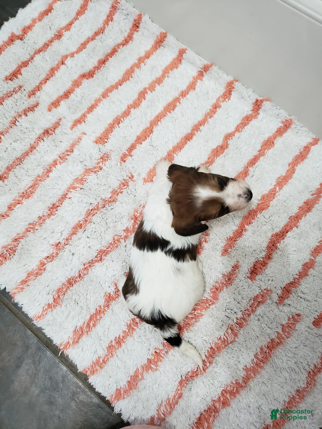 Miniature Dachshund dogs for sale: Rylan - Ad 10