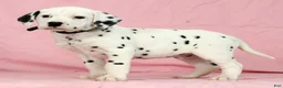 Dalmatian dogs for sale: Jackson - Ad 2