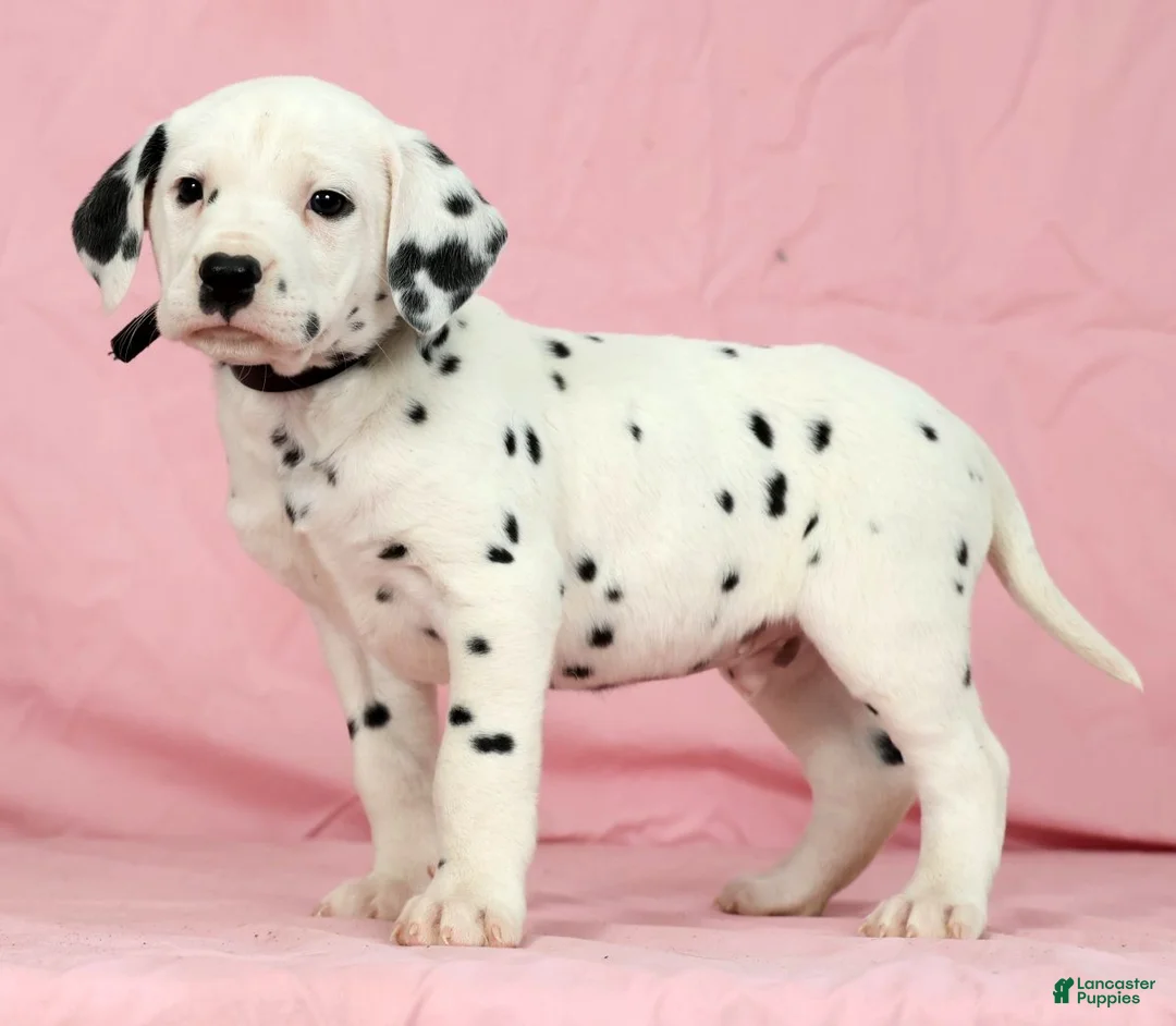 Dalmatian dogs for sale: Jackson - Ad 2