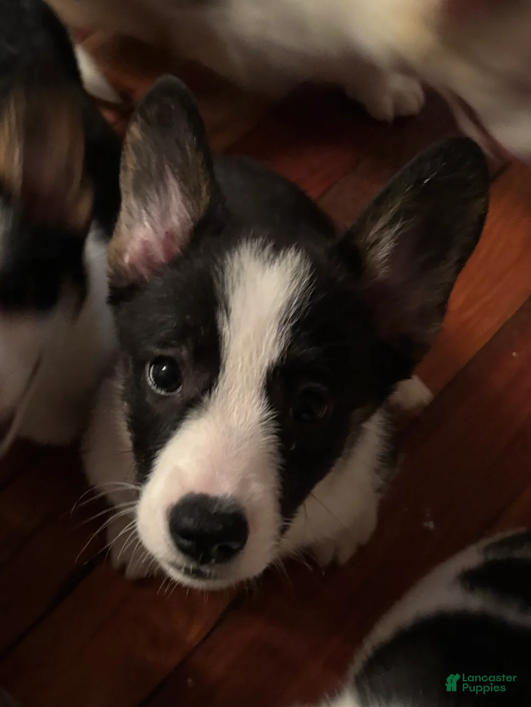 American Corgi dogs for sale: Rocky - Ad 1