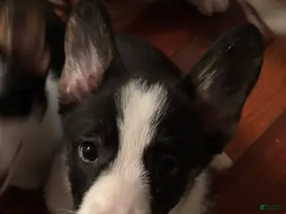 American Corgi dogs Rocky - Ad 12