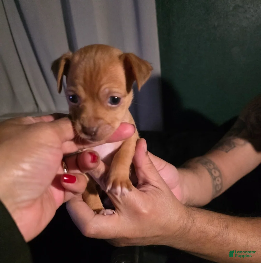 Chiweenie dogs for sale: Chiweenie Puppy 1 - Ad 10