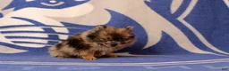 Pomeranian dogs for sale: Gary - Ad 3