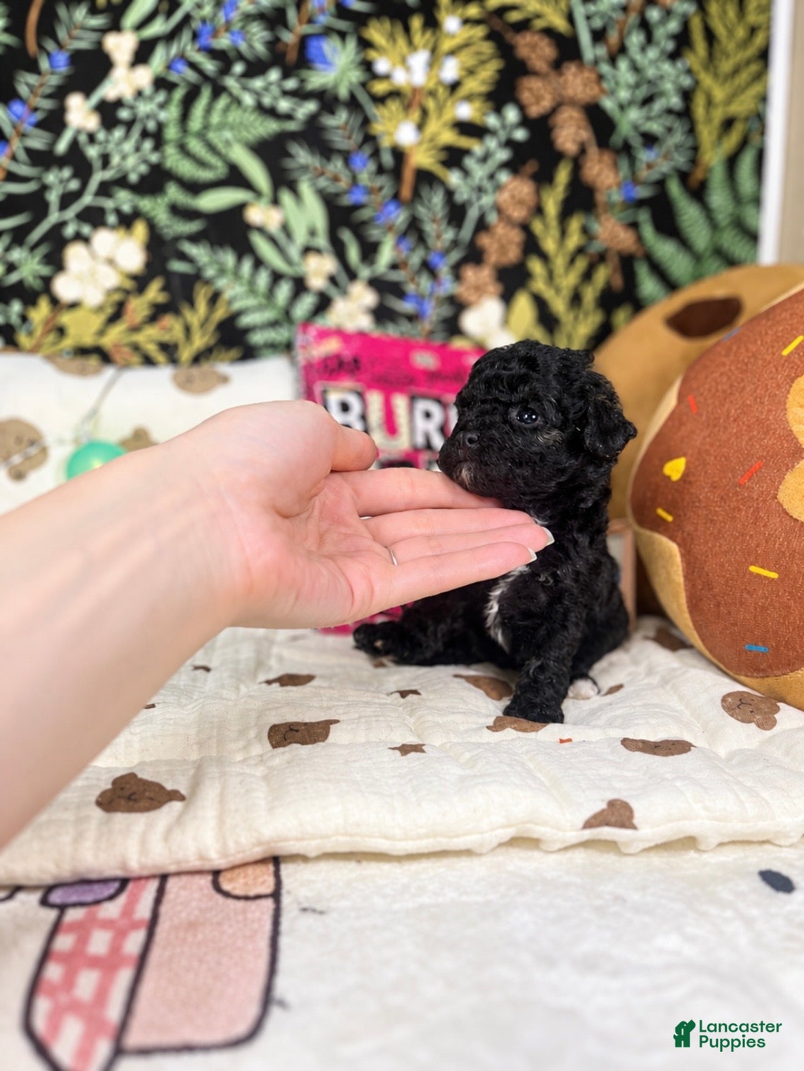 Toy Poodle dogs Frances - Ad 18