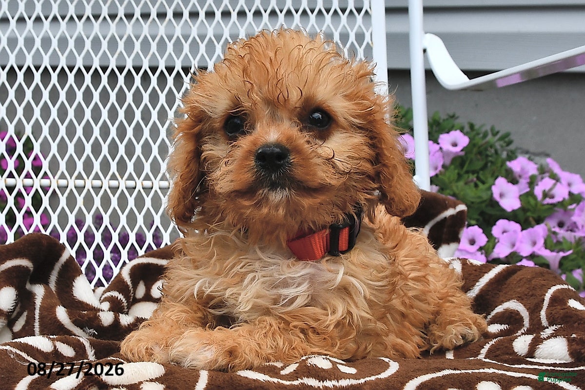 Cavapoo dogs Curious   - Ad 2