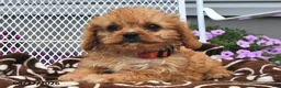 Cavapoo dogs for sale: Curious   - Ad 2