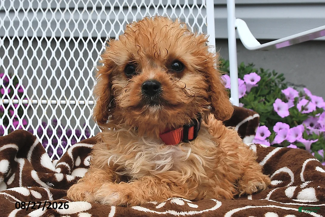 Cavapoo dogs for sale: Curious   - Ad 2